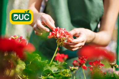 554% increase in turnover for Slovak family gardening business