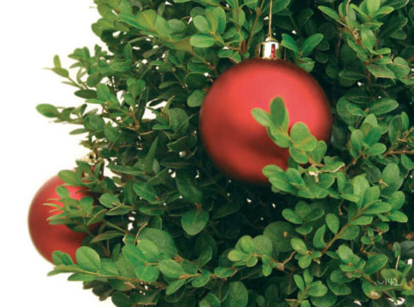 Christmas bauble on a green branch